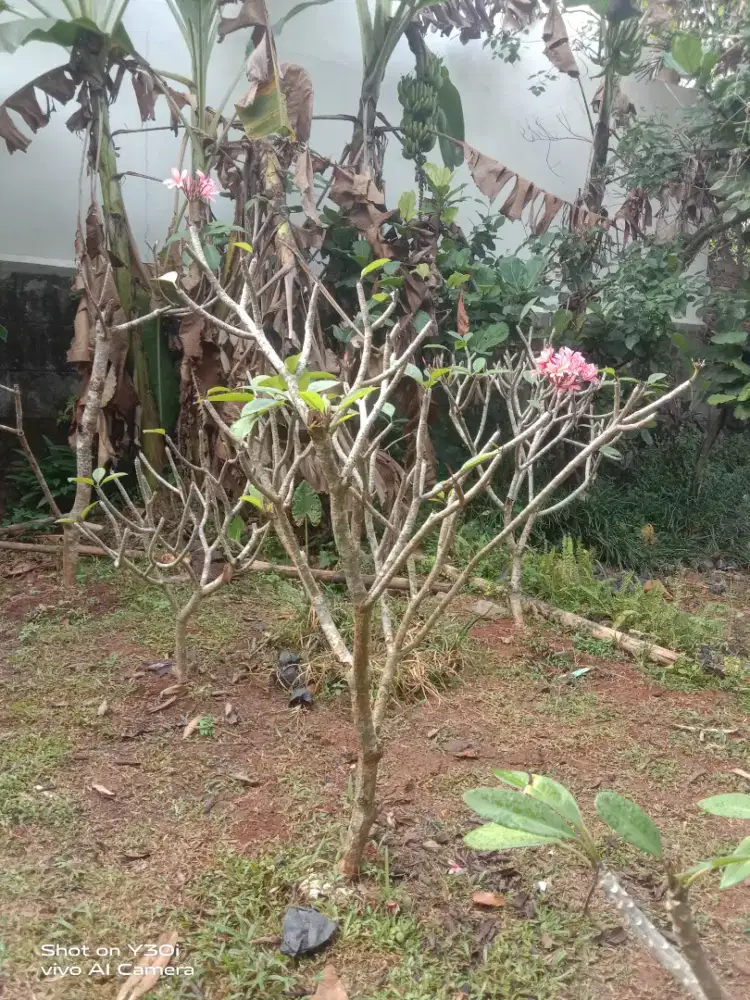 Menjual bunga2 taman hias ready
