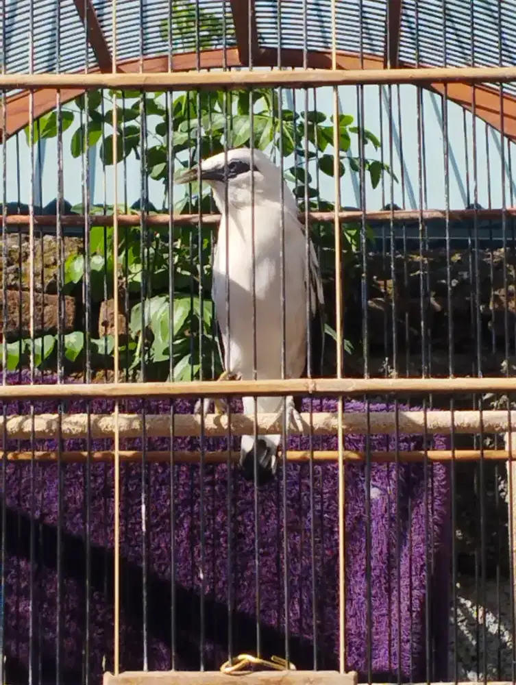 Jalak        hybrid