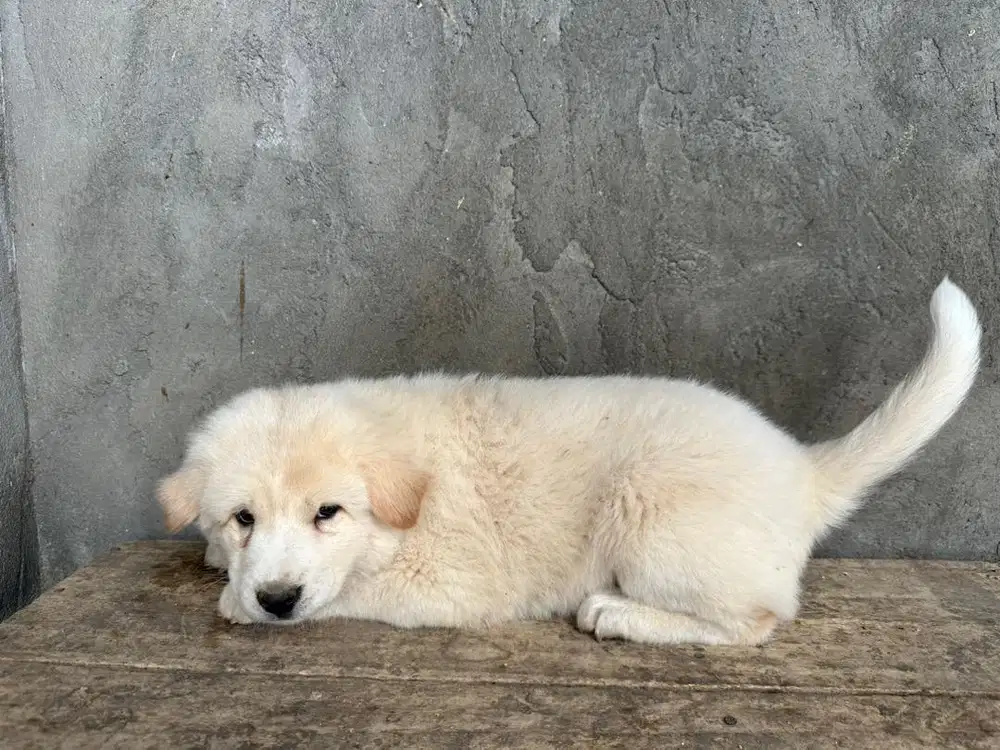 Jual Anak Anjing Kintamani Betina