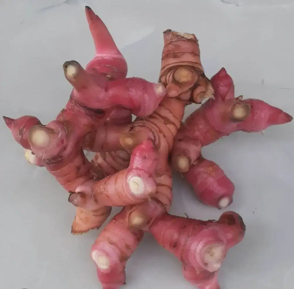 Jual lengkuas merah