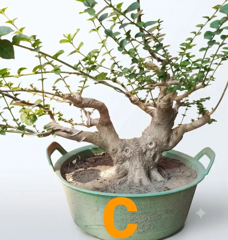 Bahan bonsai sancang bogel