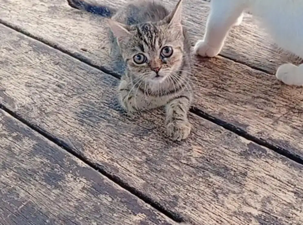 BSH MIX (NS) TABBY