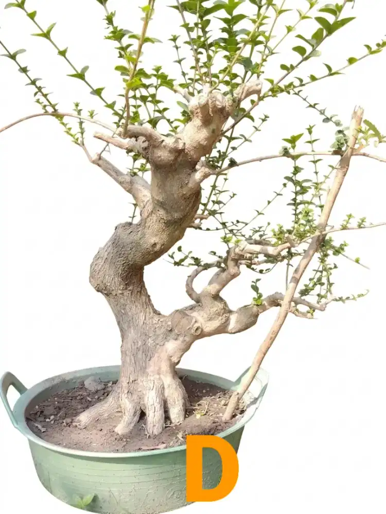Bahan bonsai sancang natural