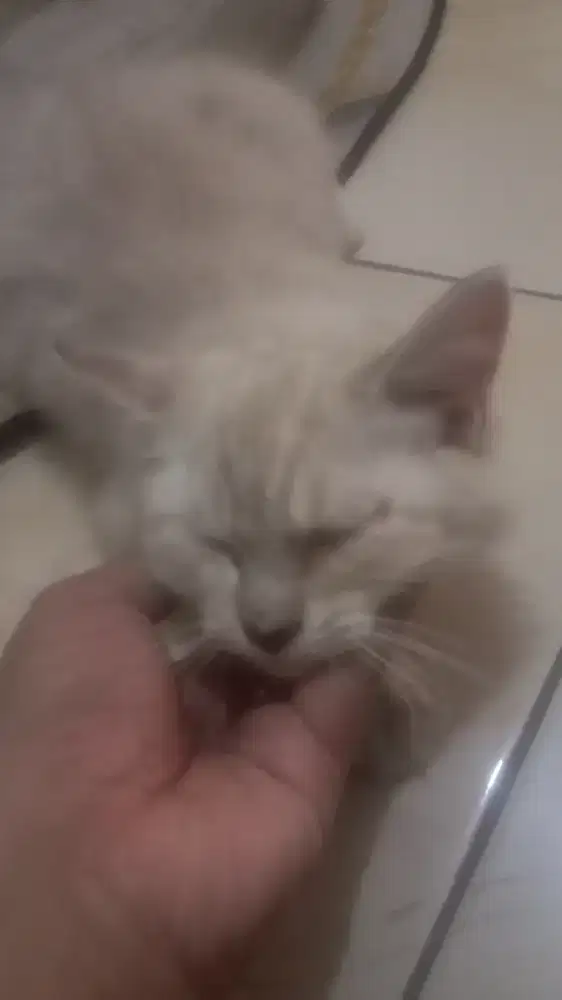 Kucing persia betina