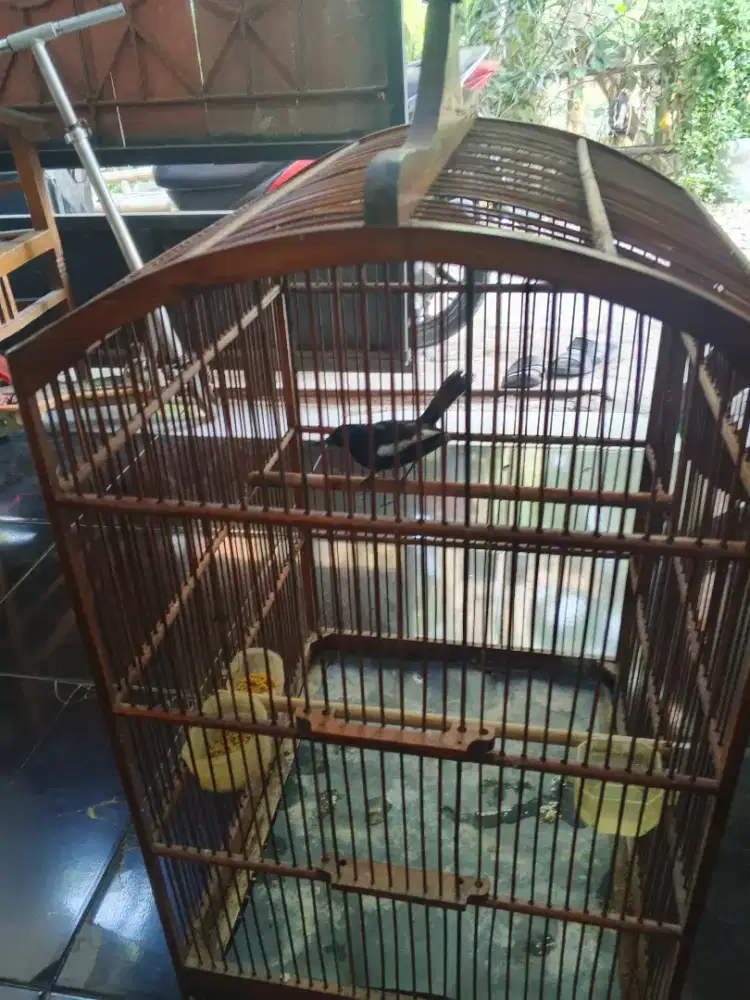Dijual Burung Kacer Jawa Timur
