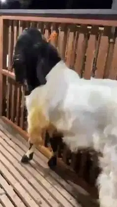 kambing etawa jumbo PE jantan TB 100cm siap pemacek unggulan super top