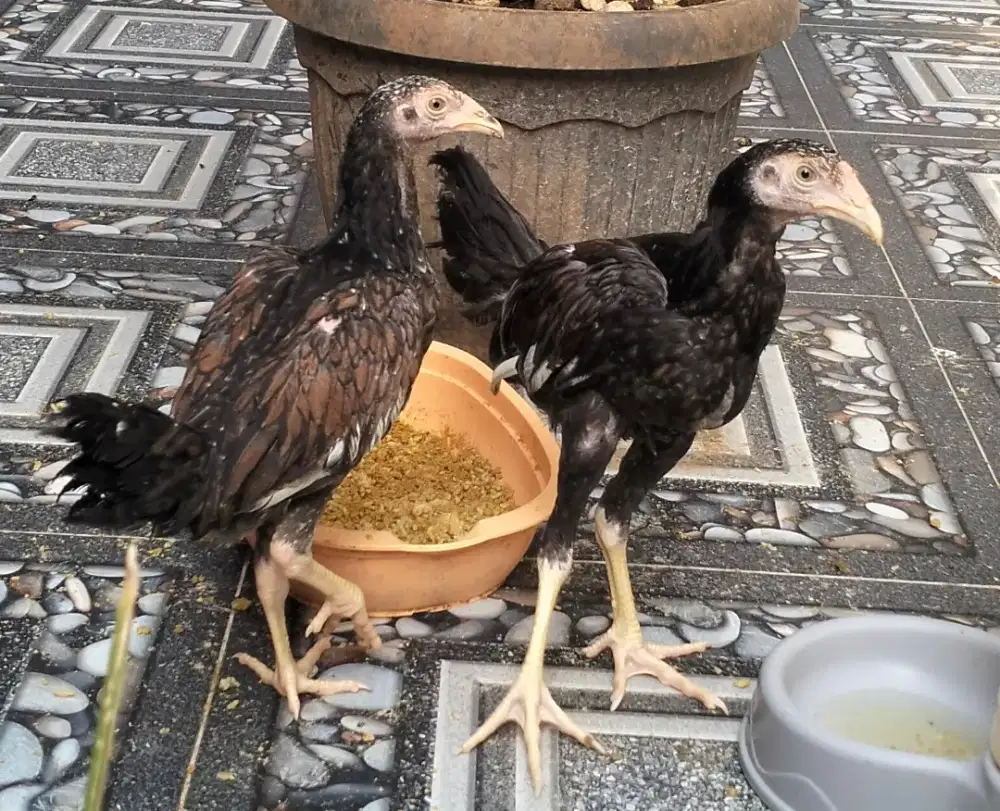 jual bangkok wadon 2 ekor