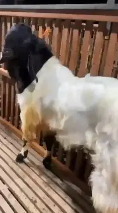 kambing etawa PE jumbo jantan 2 tahunan TB 100cm super unggulan jumbo