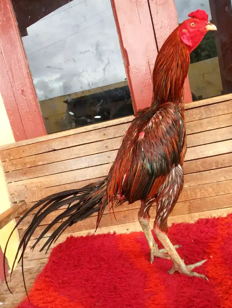 Ayam Line Pamagon, Umur 12 Bulan, Ukuran 4, Tulang Kasar + Mewah