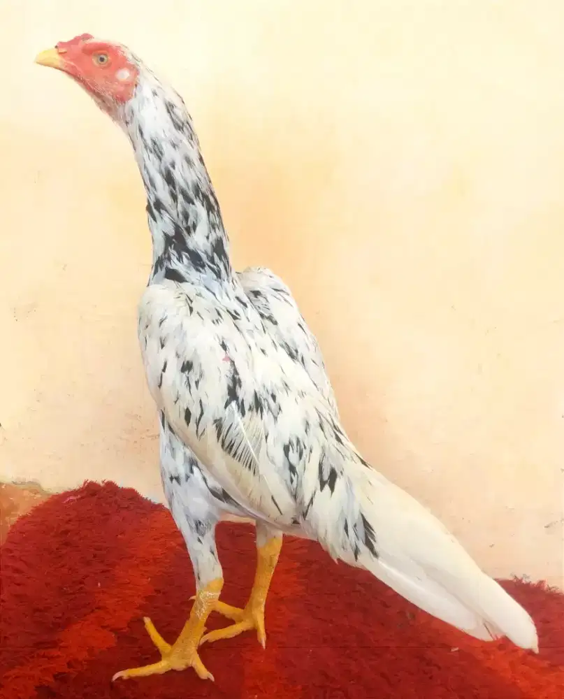 Ayam Betina Line Khoytrad, Umur 7 Bulan, Ukuran Besar, Tulang Kasar
