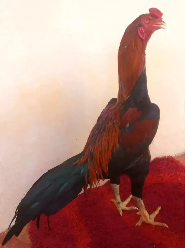 Ayam Line Bk x Pamagon, Umur 10 Bulan, Ukuran 4,Tulang Kasar + Mewah