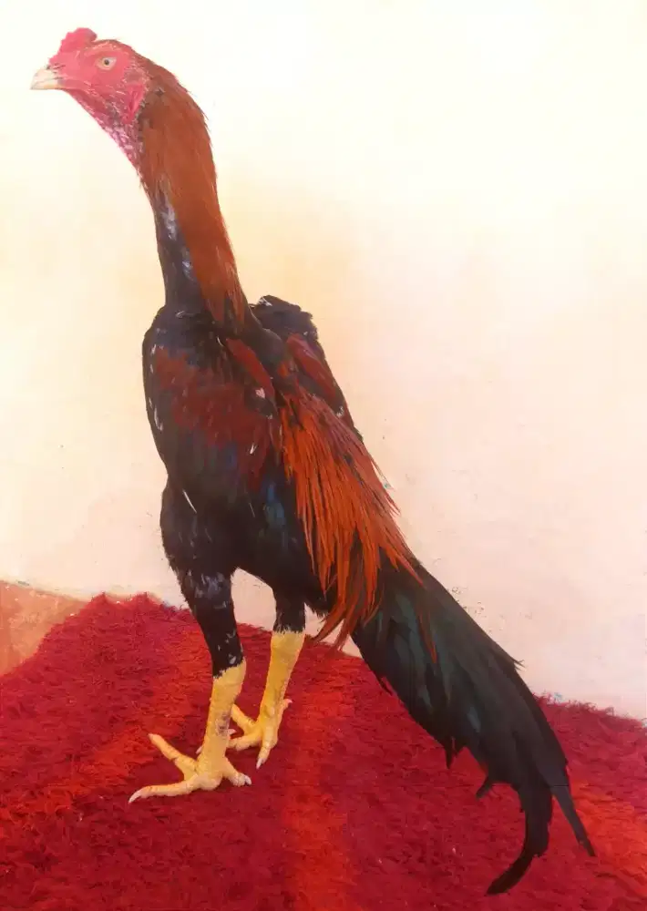 Ayam Line Bk Selatan, Umur 7 Bulan, Ukuran 4, Tulang Kasar + Mewah