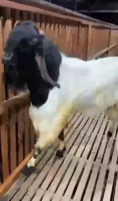 kambing bandot jumbo TB 100cm PE super unggulan siap pemacek tangguh