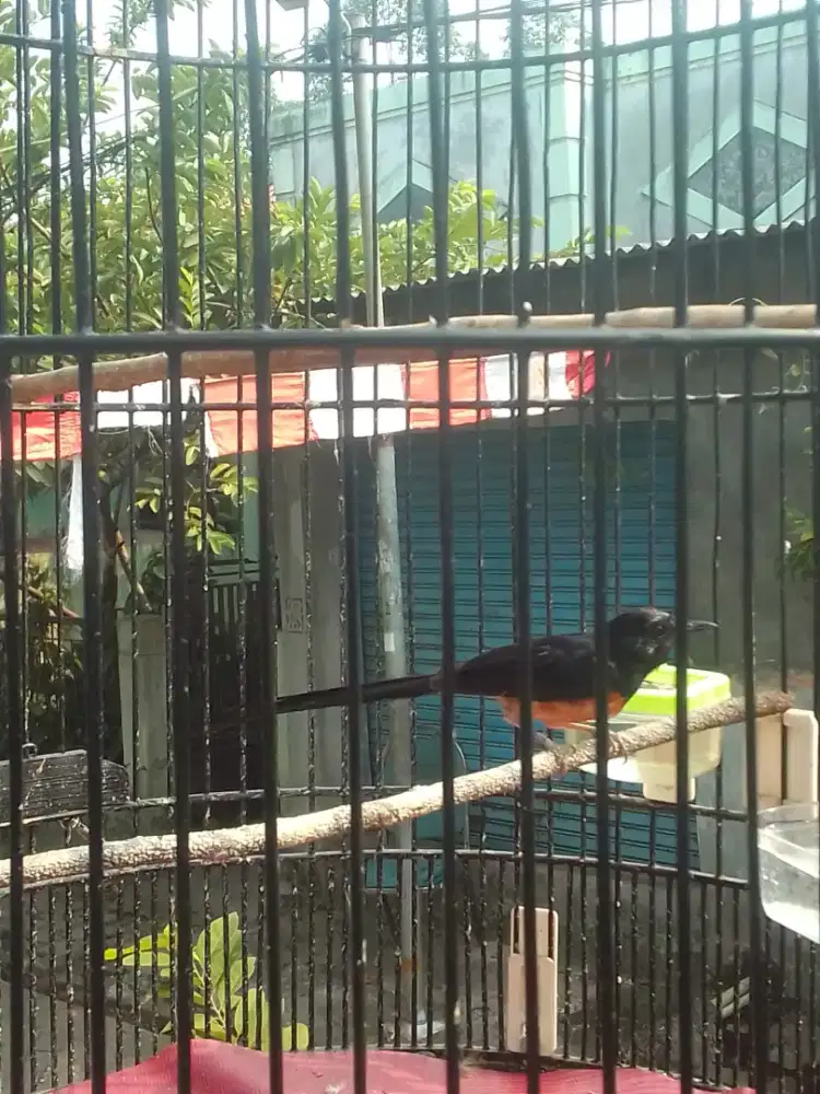 MURAY MAPAN LAGI MABUNG DAN LAGI NUMBUHIN BULU SAYAP NYA 1,3 AJA