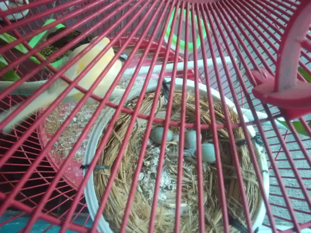 KENARI SEPANG SUDAH PRODUKSI SEKARANG LAGI NELOR 3 TELUR 800 FULSET