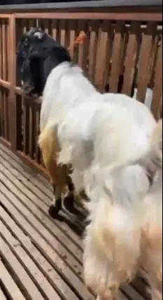 kambing etawa jumboan TB 100cm pemacek super unggulan jamin manteb top