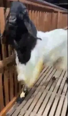 kambing etawa jumboan TB 100cm pemacek super unggulan jamin manteb top