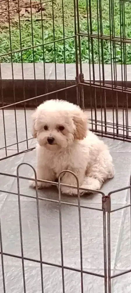 Dijual anakan toy poodle