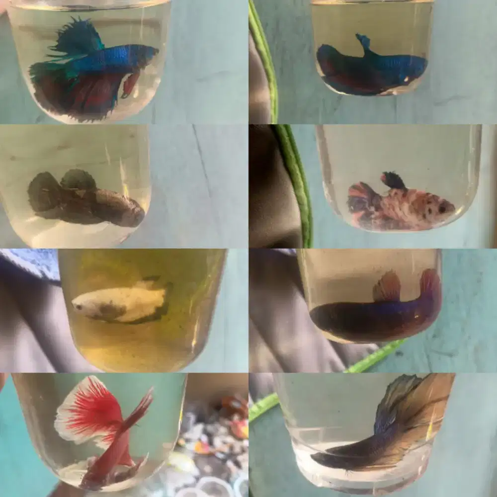 ikan cupang jantan dan betina