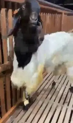 kambing etawa jumboan TB 100cm 2 tahun siap pemacek super unggulan top