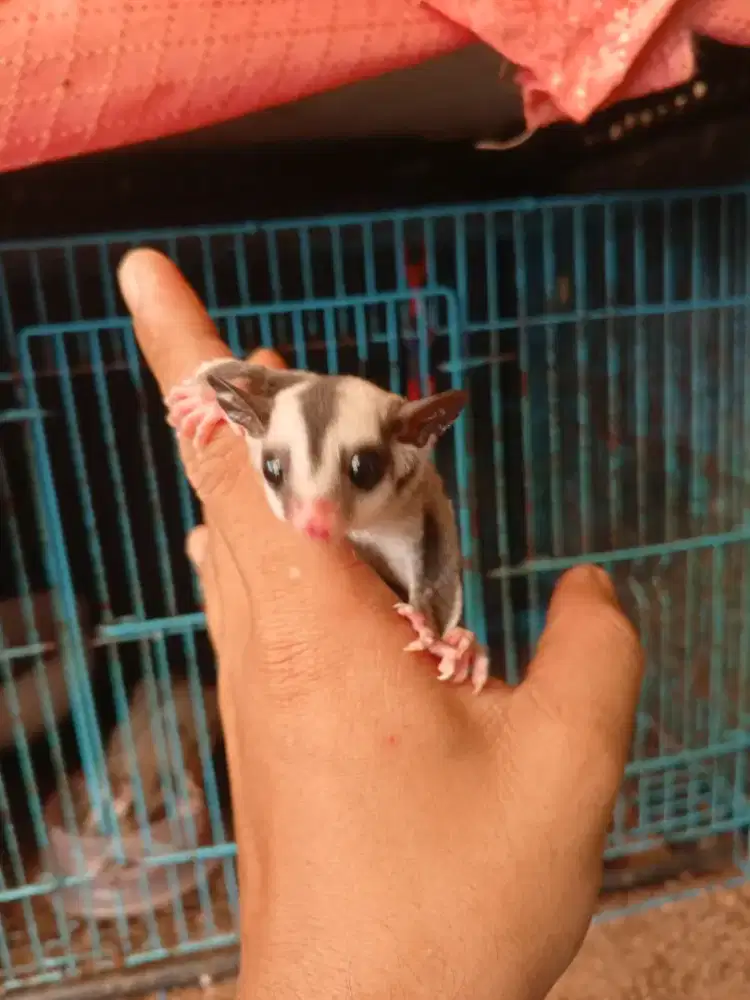 Sugar Suger Glider CG