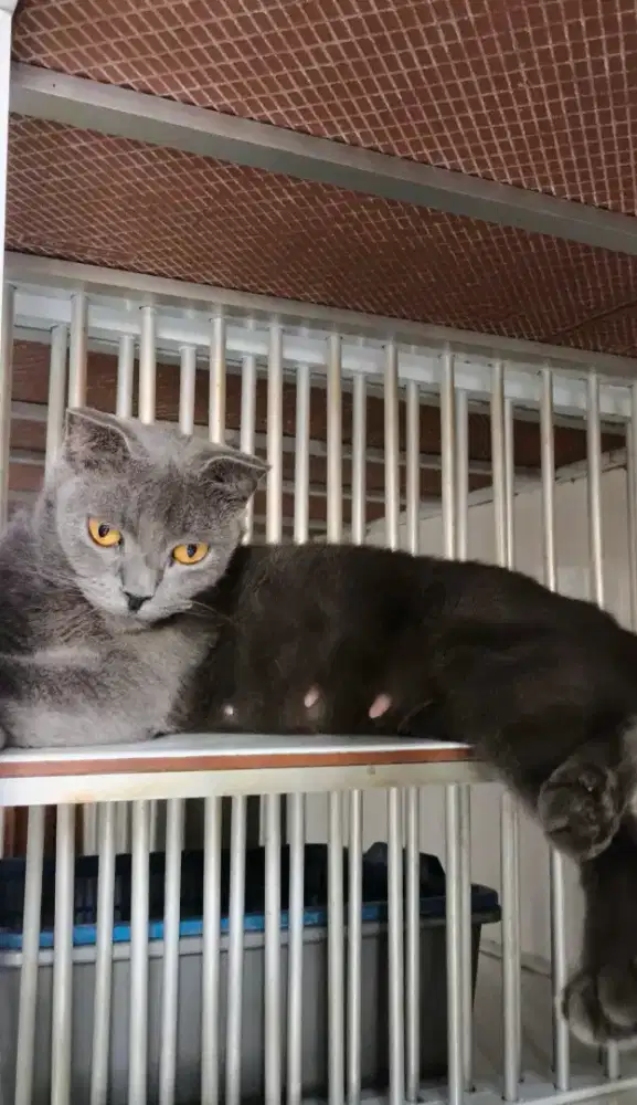 Scottish fold hamil dengan pejantan bsh munchkin
