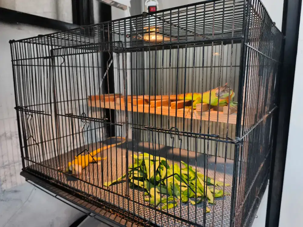 Iguana Red dan Albino Fullset Kandang Lampu