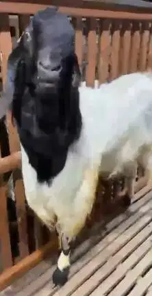kambing bandot jantan TB 100cm superan jumbo 2 tahunan siap pemacek ok