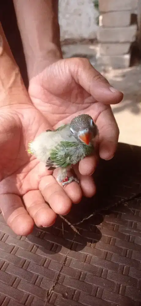 Burung Lovebird lolohan