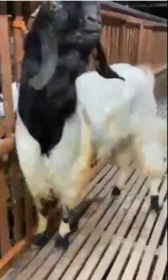 kambing bandot etawa jumbo TB 100cm superan unggulan 2 tahunan rawatan
