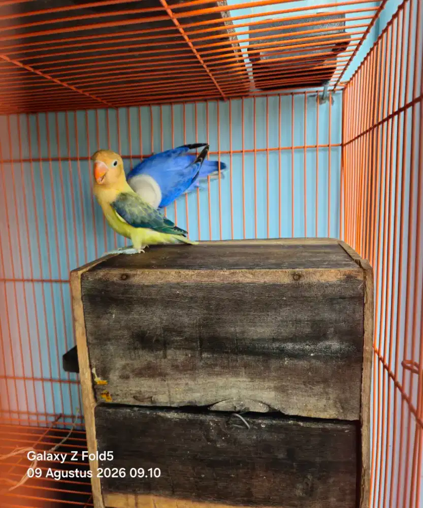 LOVEBIRD PASANGAN