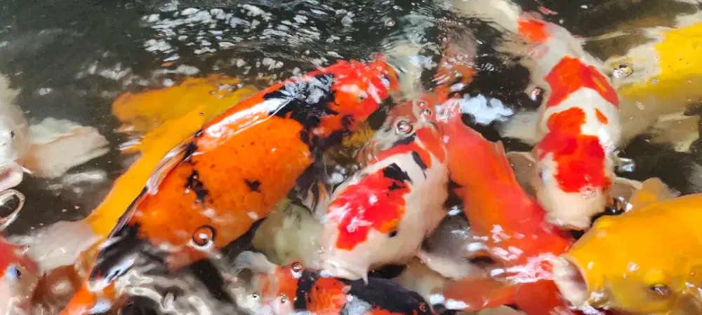 Koi Blitar berkualitas