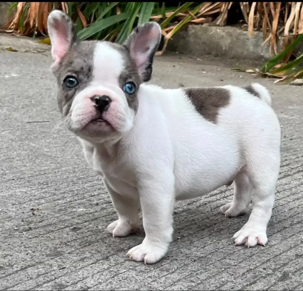 French Bulldog jantan