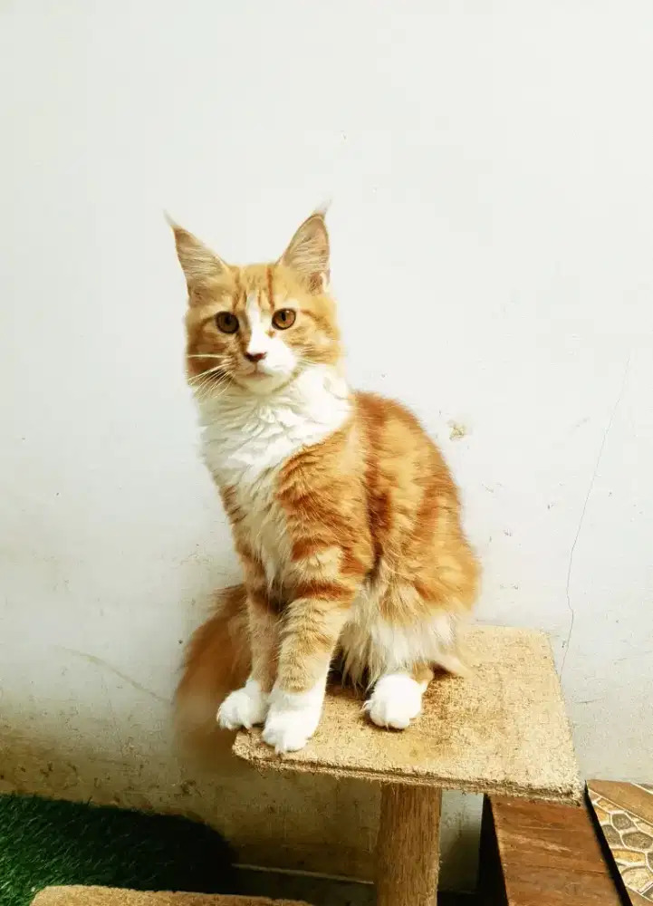Kitten MaineCoon Betina Pure No mix. Induk ped Cfa Maine Coon