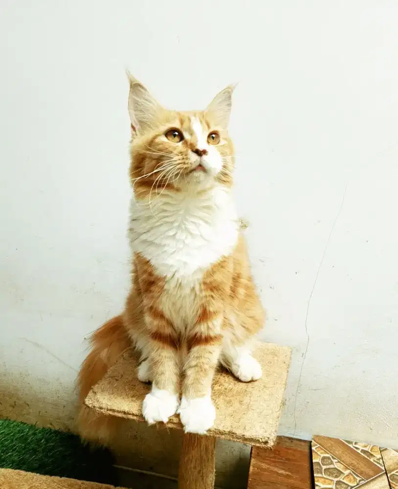 Kitten MaineCoon Betina Pure No mix. Induk ped Cfa Maine Coon