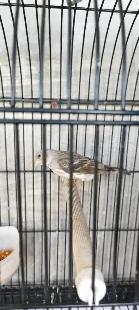 Burung sanger jantan
