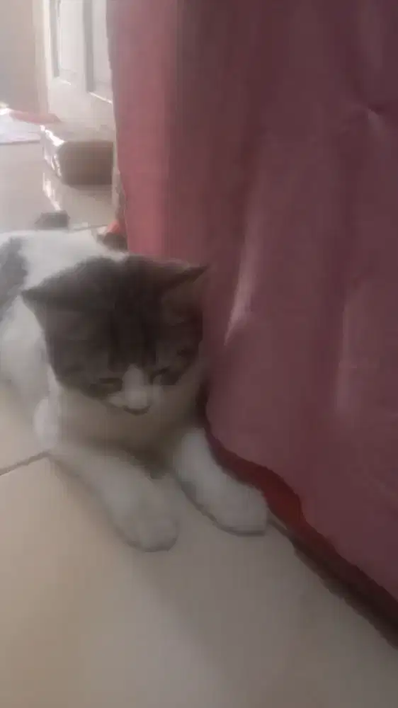 Kucing mixdome betina