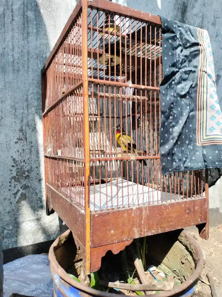 Burung Kutilang Mas