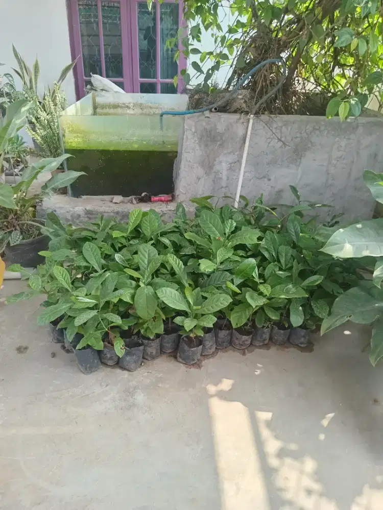 Bibit Kopi Keberika Kualitas Bagus & Murah