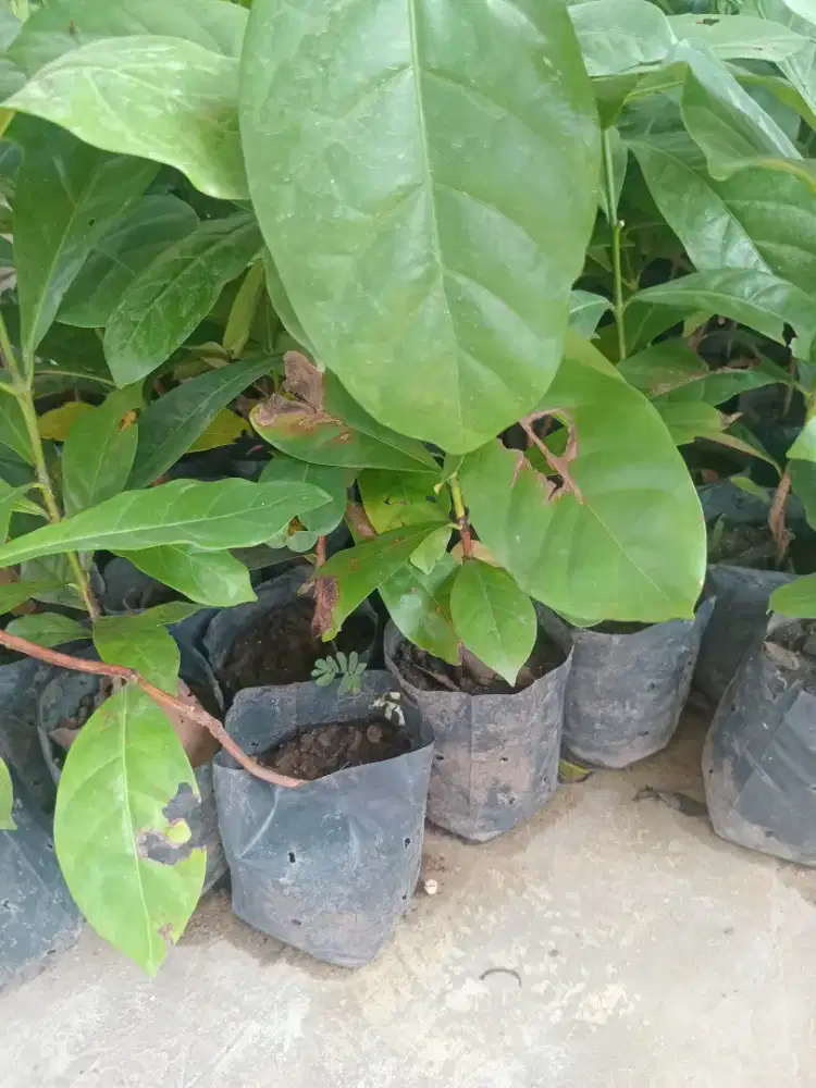 Bibit Kopi Keberika Murah & Berkualitas