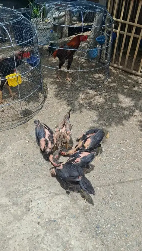 Anakan Mangon 3 bulan
