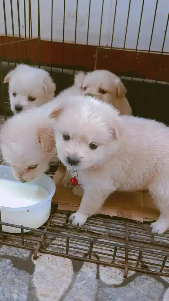 Anjing mix ras kecil