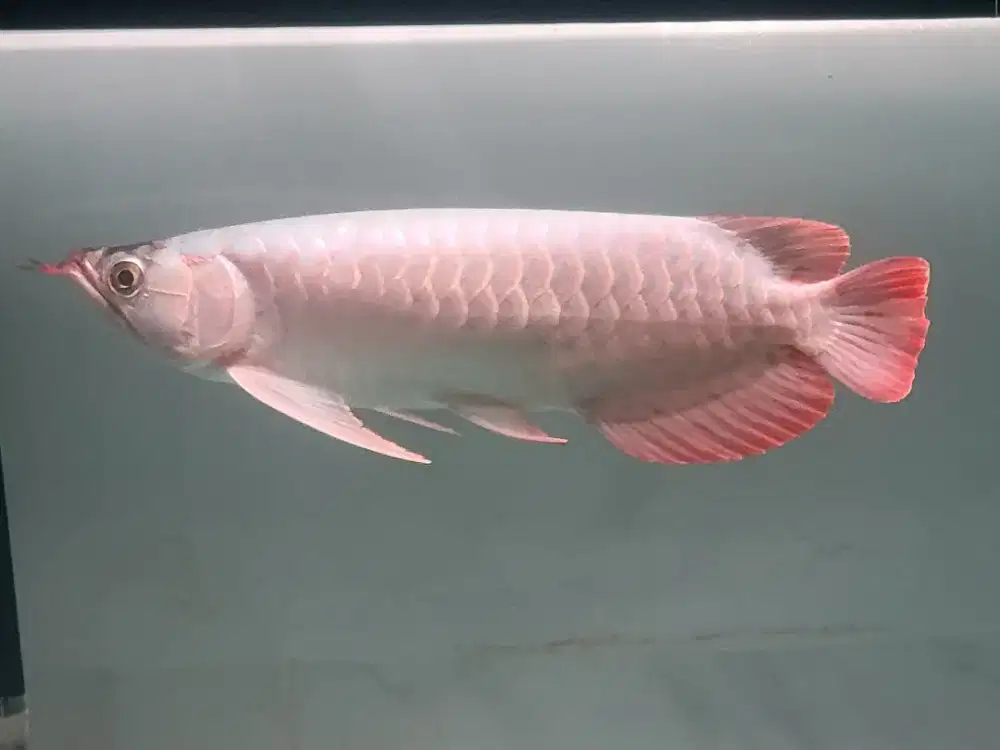 Arwana super red ITL