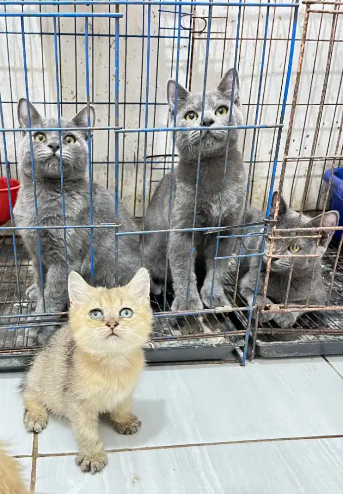 Kucing British short hair BSH