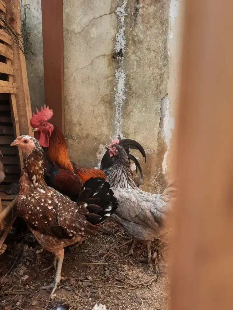 Ayam kampung elba 3 ekor dewasa 1 ekor anak nya total 4 ekor