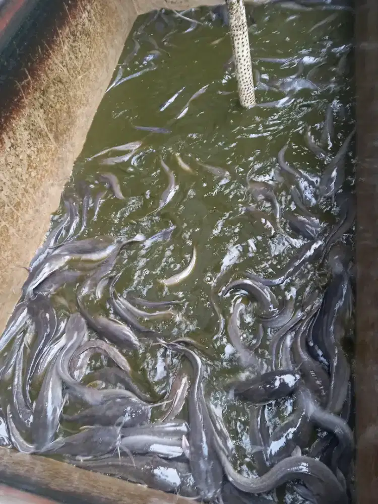 ikan lele konsumsi