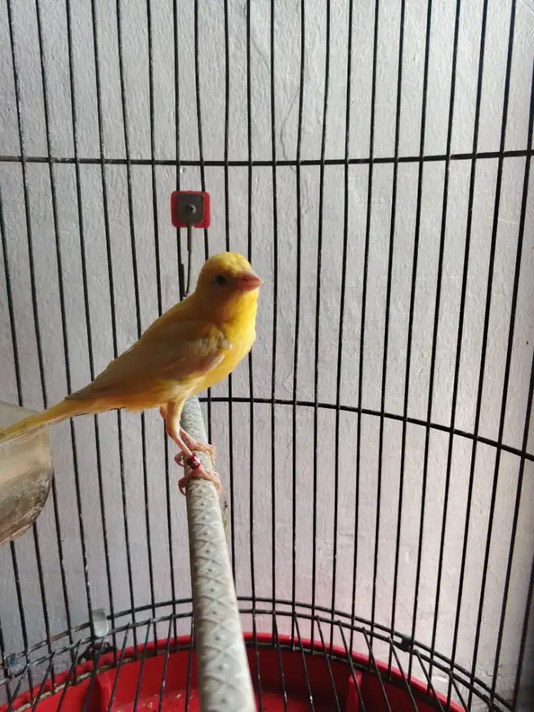 Burung kenari faud