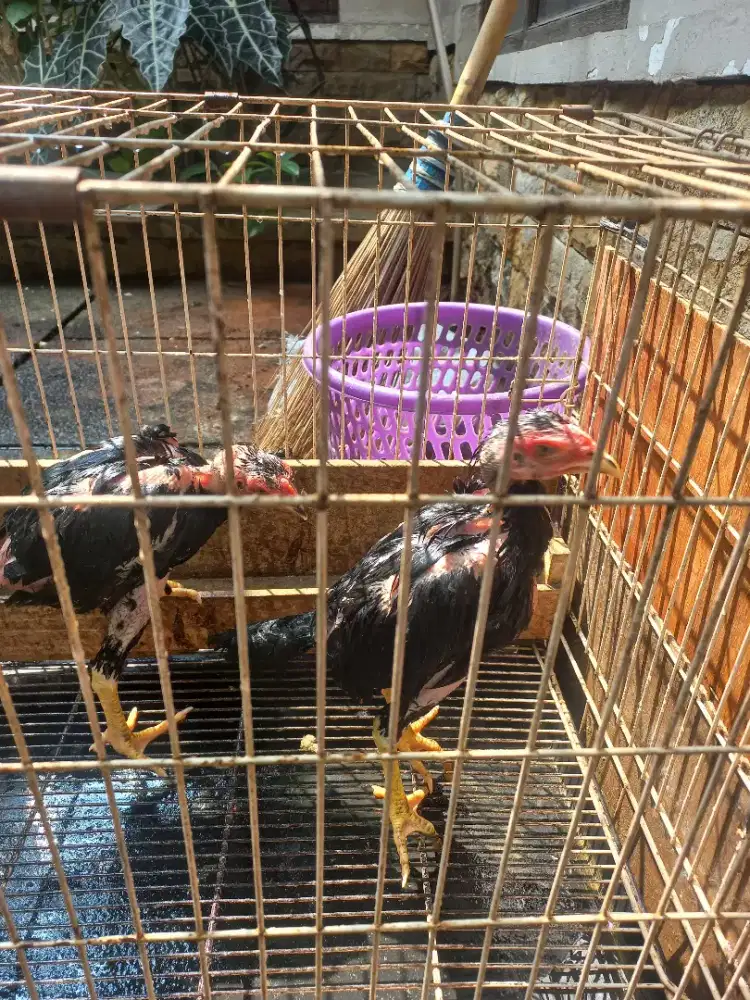 Ayam bangkok super 2 ekor trah bagus.