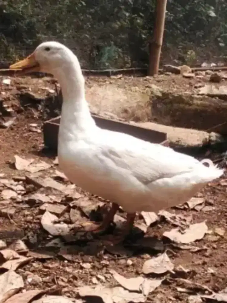 Jual Bebek Peking (Bogor)