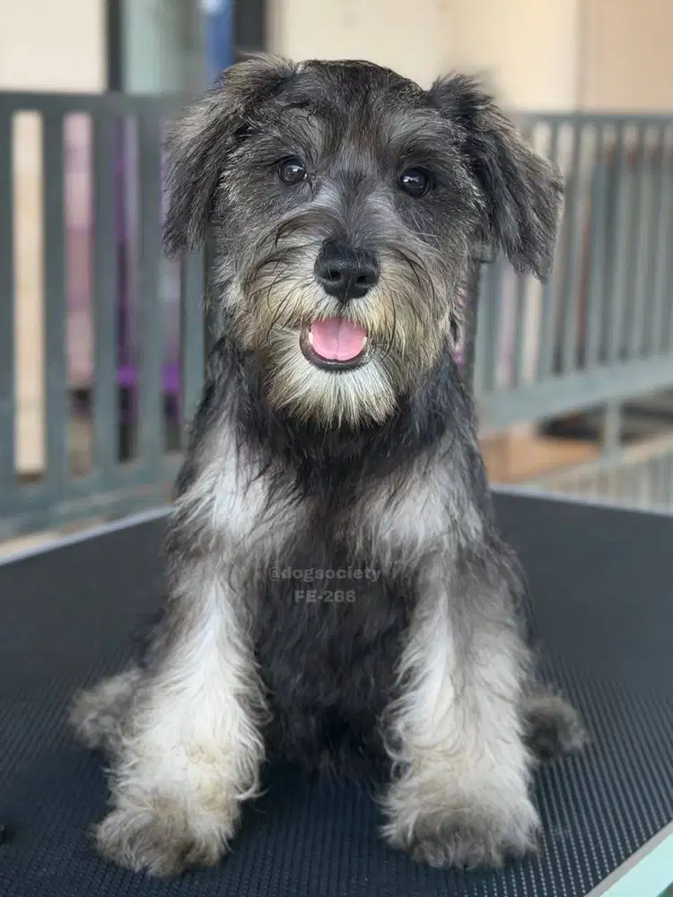 Mini Schnauzer Puppy Sehat Aktif Menggemaskan